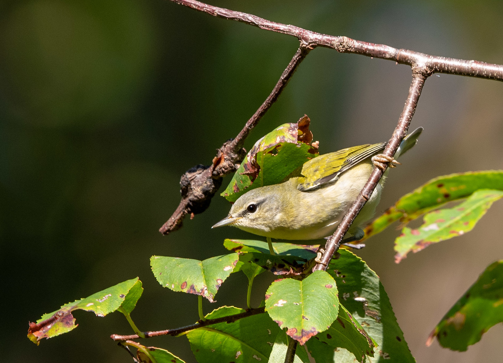 Tennessee Warbler Fall Male