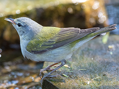 Tennessee Warbler