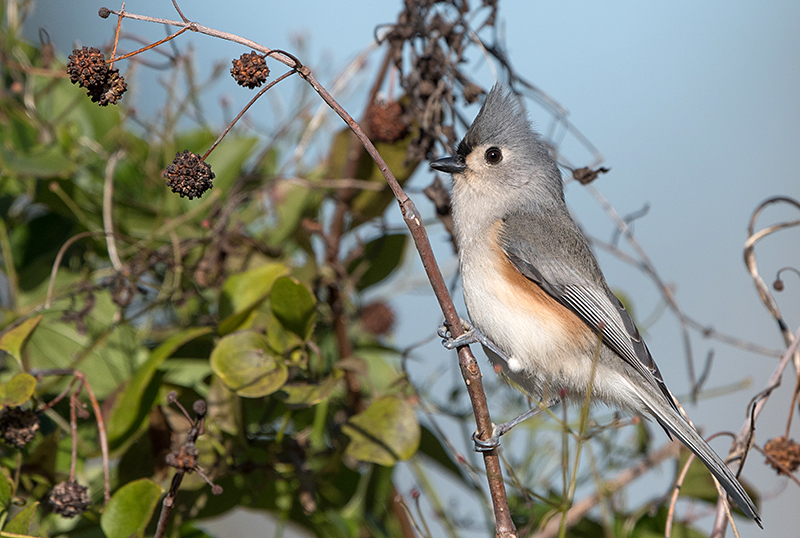 Tufted Titmouse