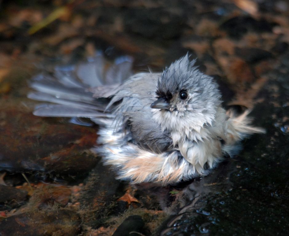 Tufted Titmouse