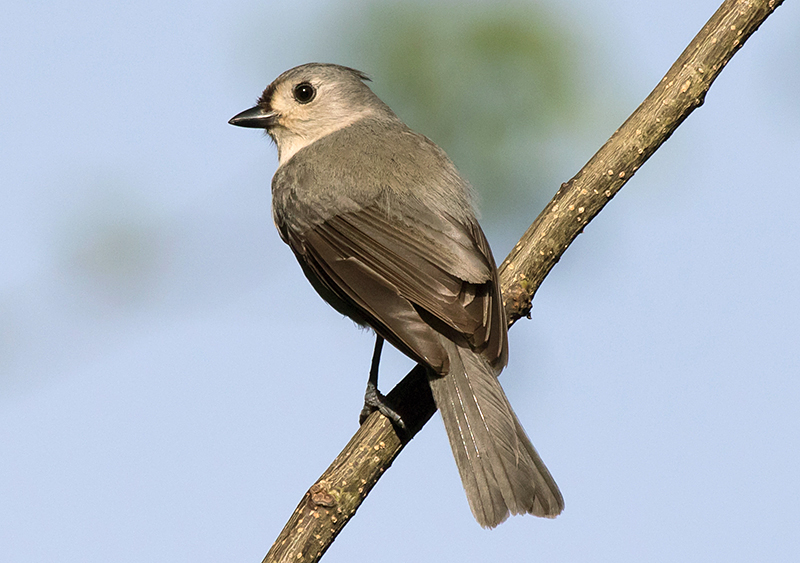 Tufted Titmouse