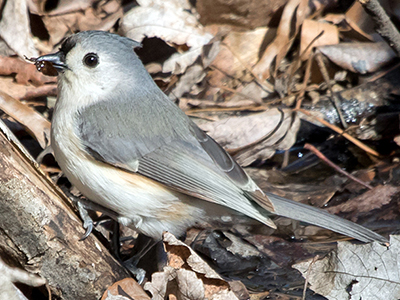 Tufted Titmouse