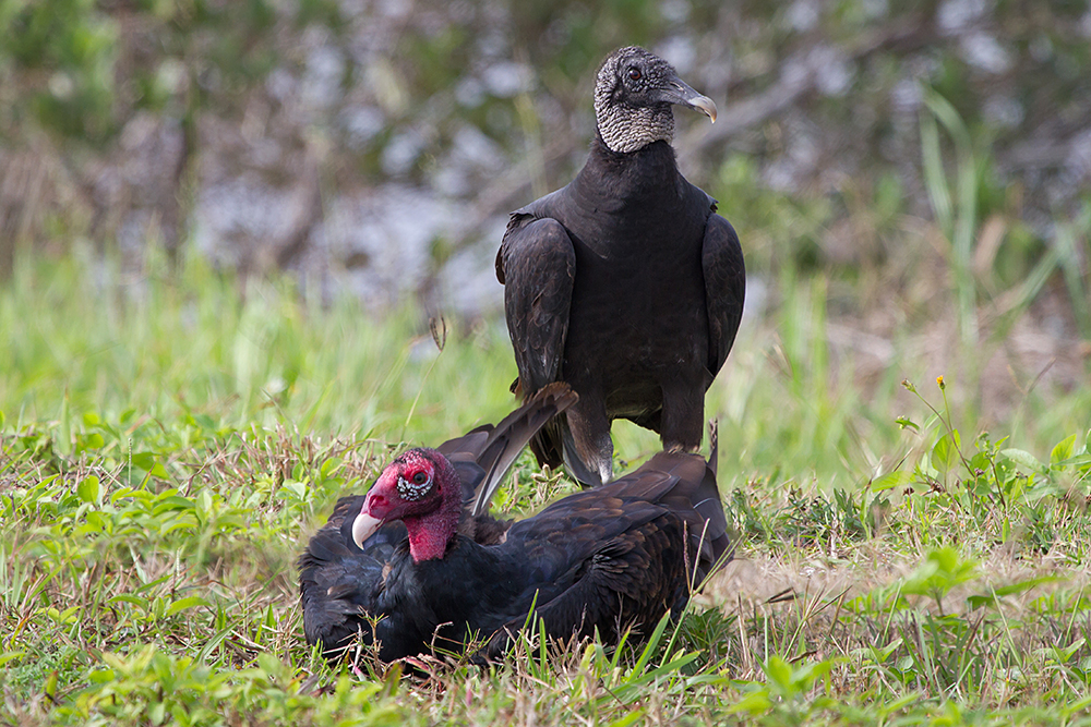 Turkey Vulture and Black Vulture