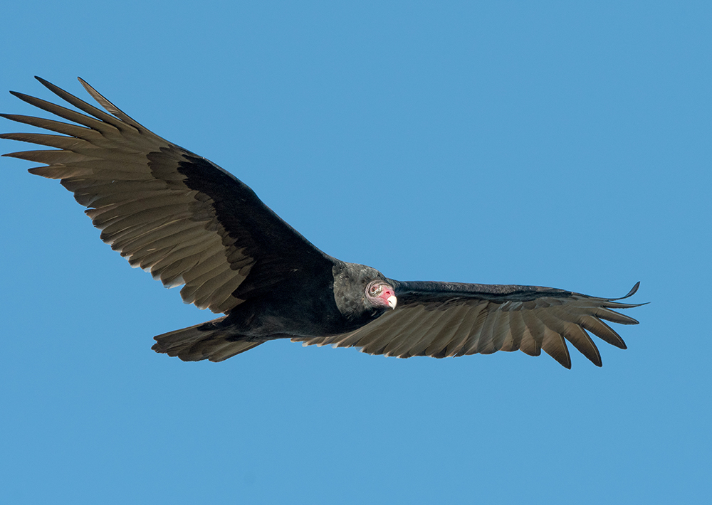 Turkey Vulture