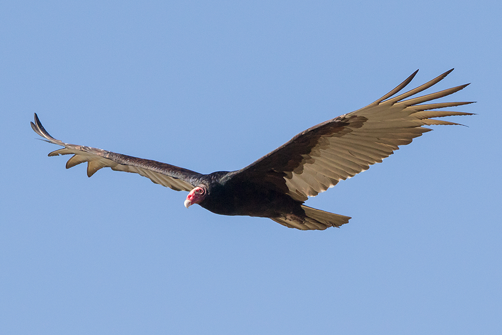 Turkey Vulture Showing Dihedral