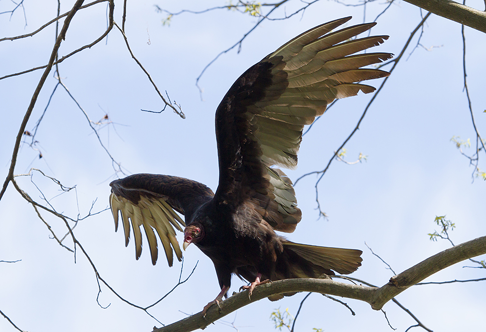 Turkey Vulture