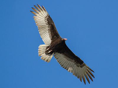 Turkey Vulture