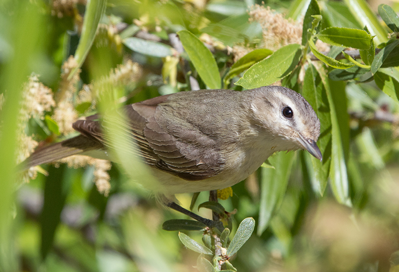 Warbling Vireo