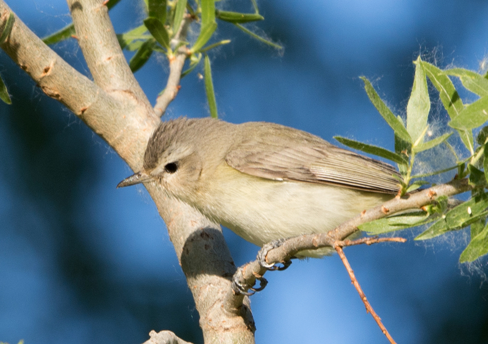 Warbling Vireo