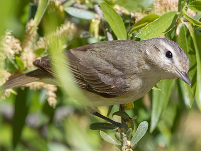 Warbling Vireo