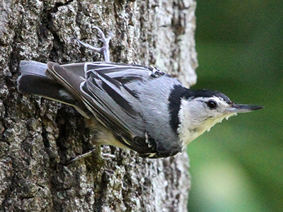 White-breasted Nuthatch