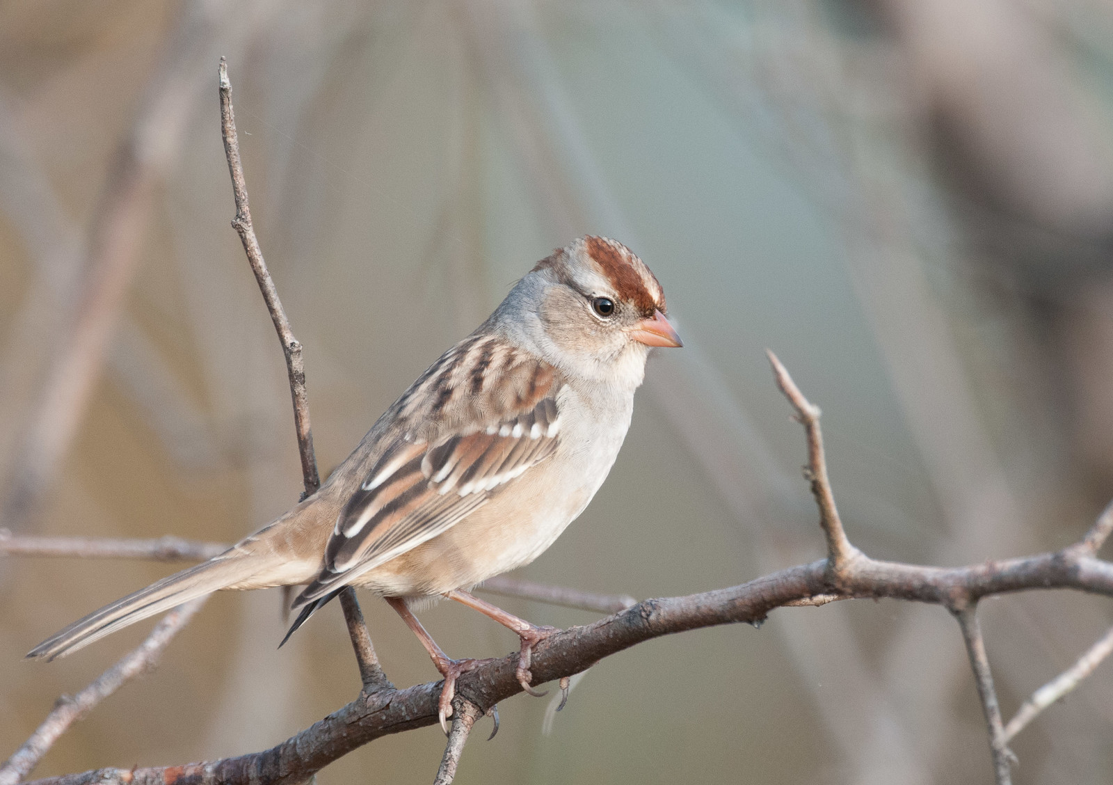 White-crowned Sparrow