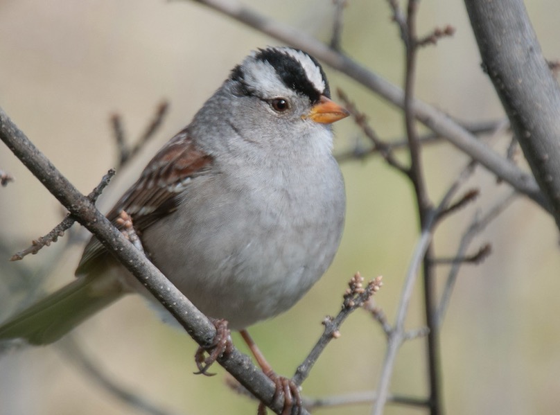 White-crowned Sparrow