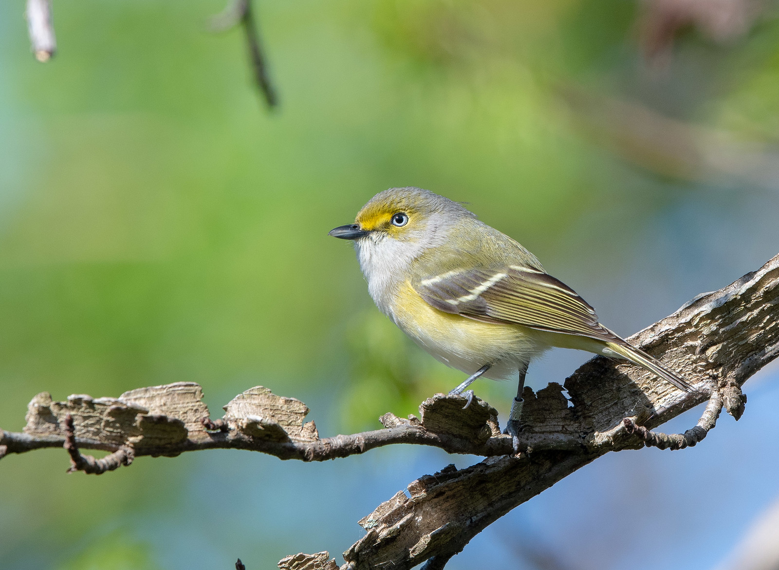 White-eyed Vireo