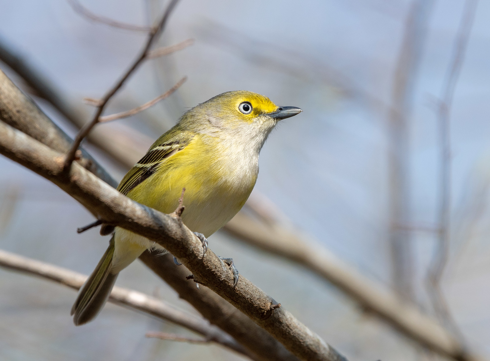 White-eyed Vireo