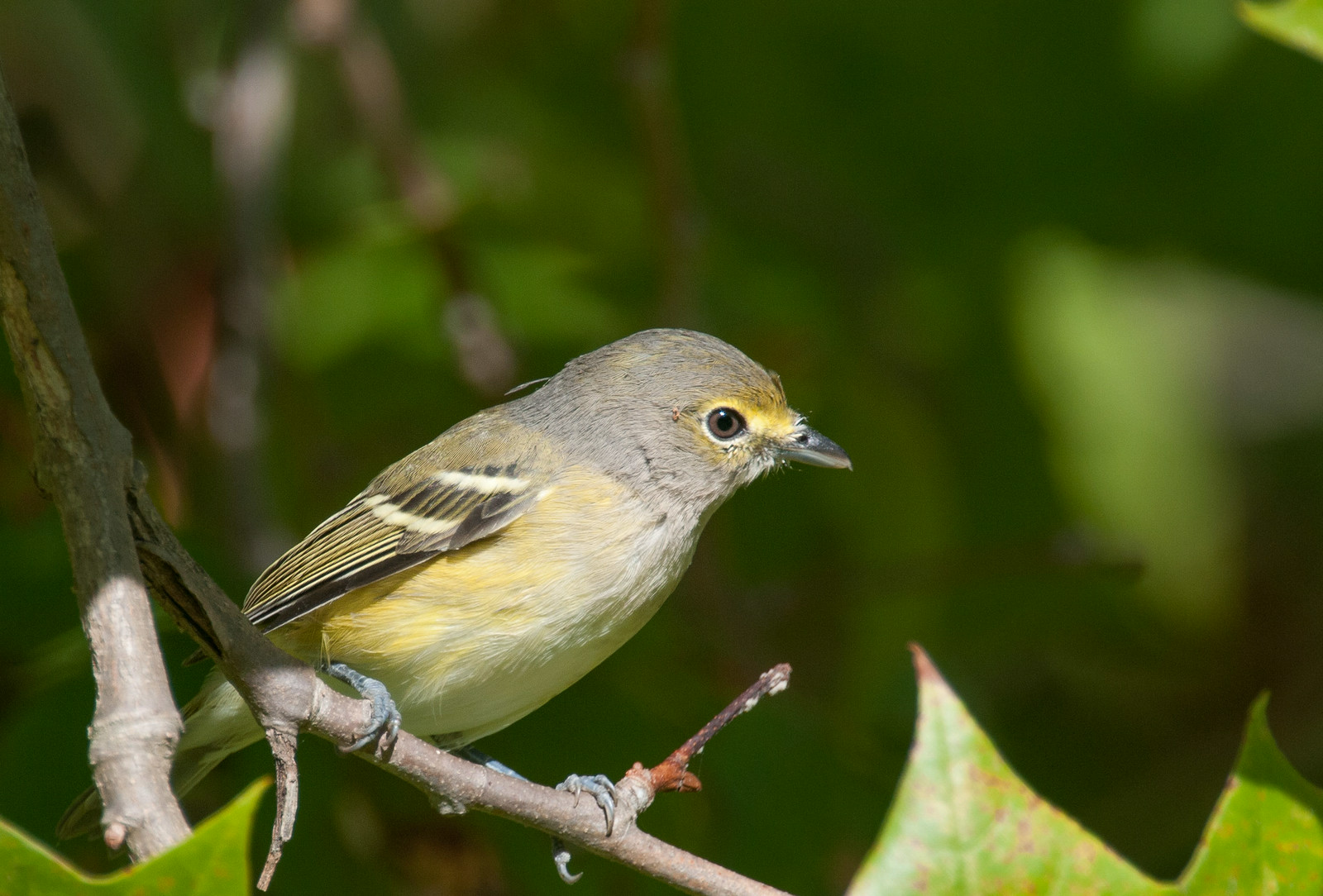 White-eyed Vireo