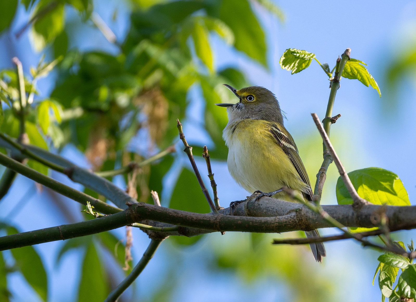 White-eyed Vireo