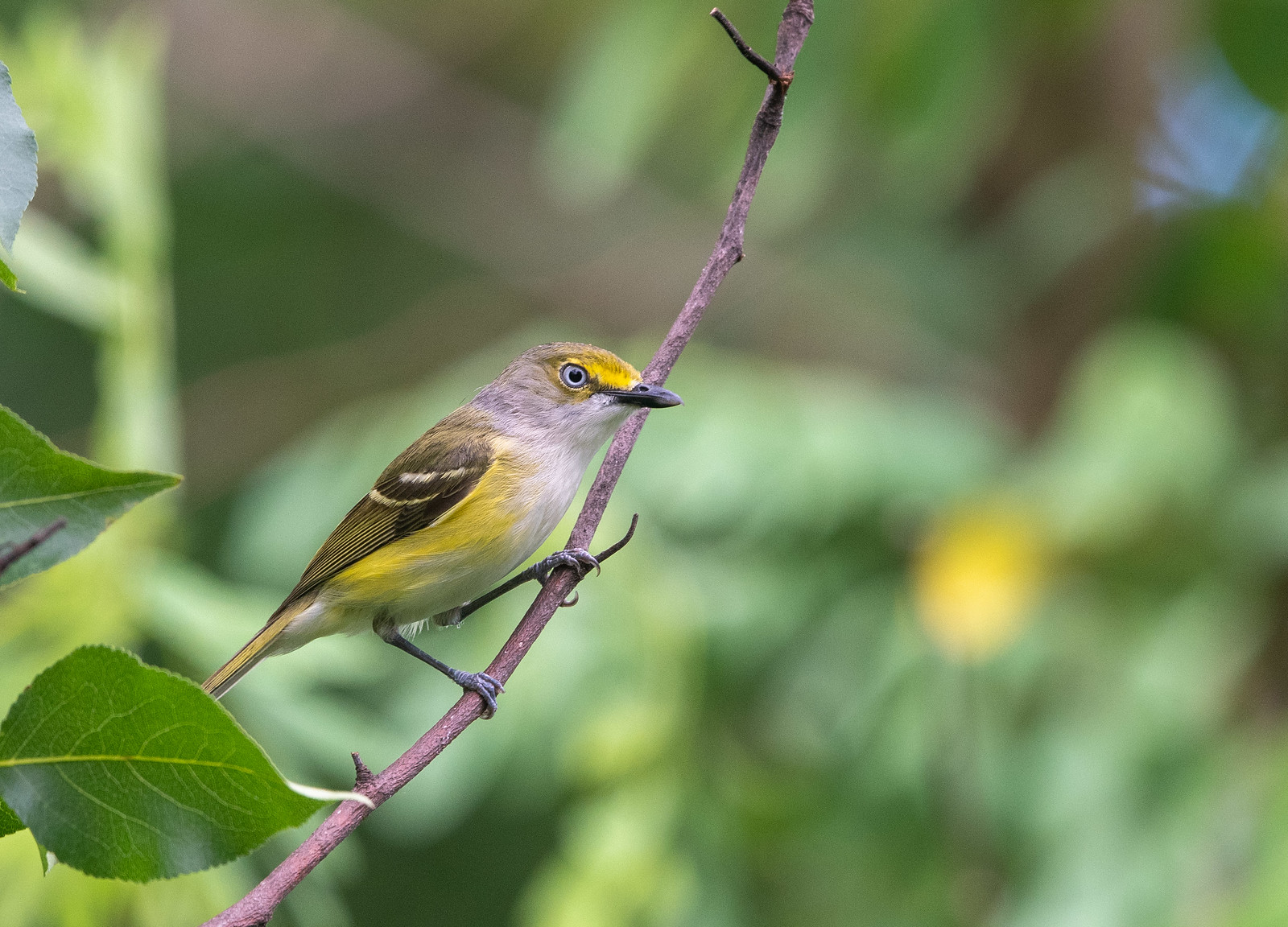 White-eyed Vireo