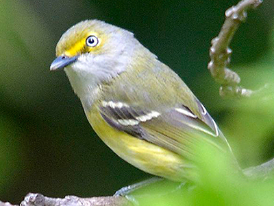 White-eyed Vireo