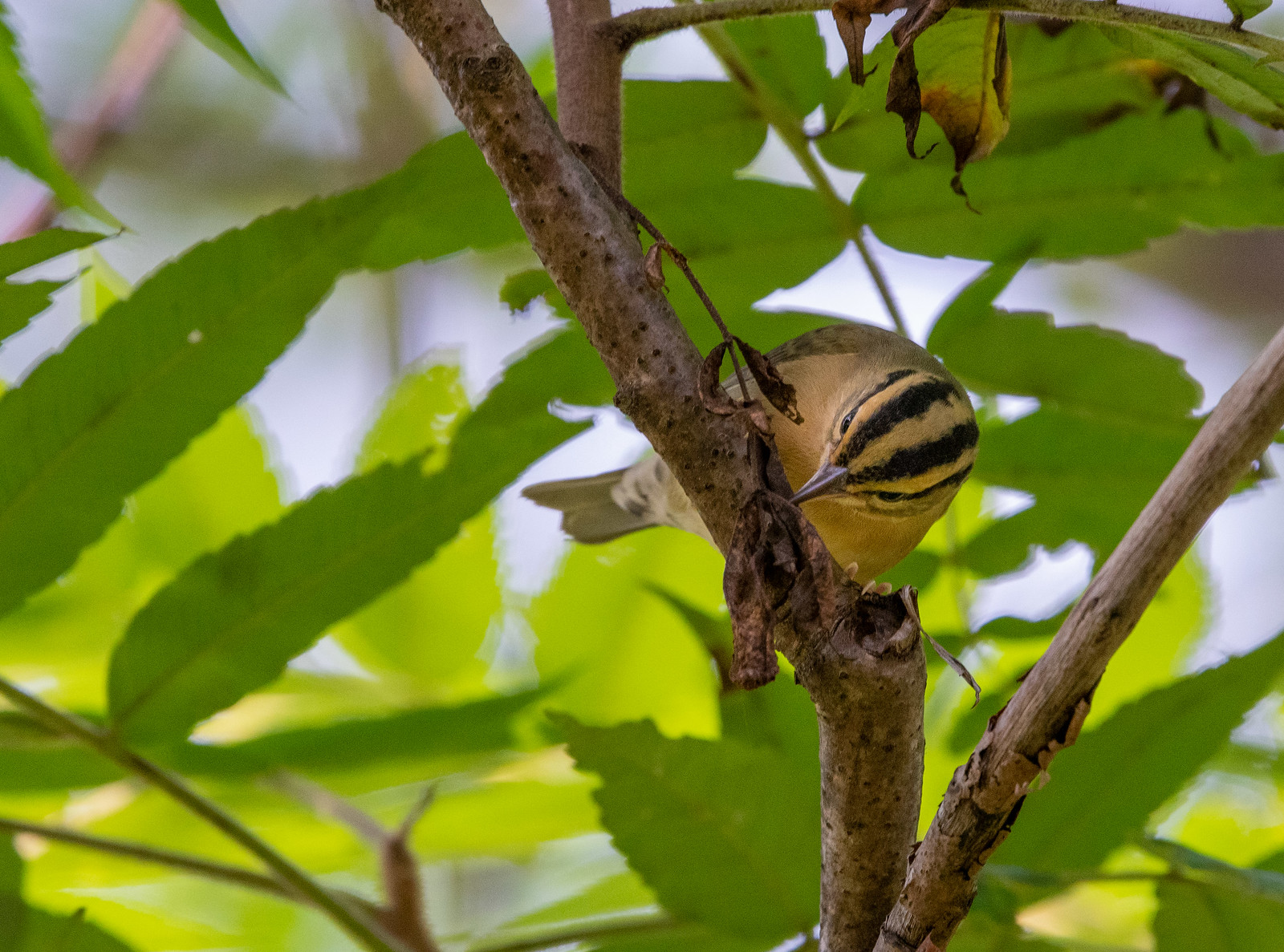 Worm-eating Warbler Dead-Cluster Feeding