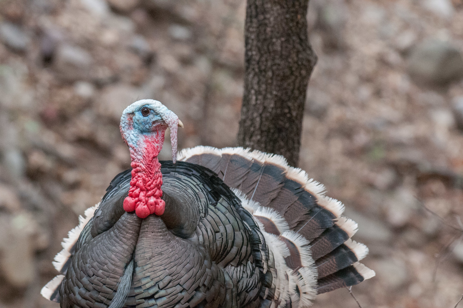 Wild Turkey Male