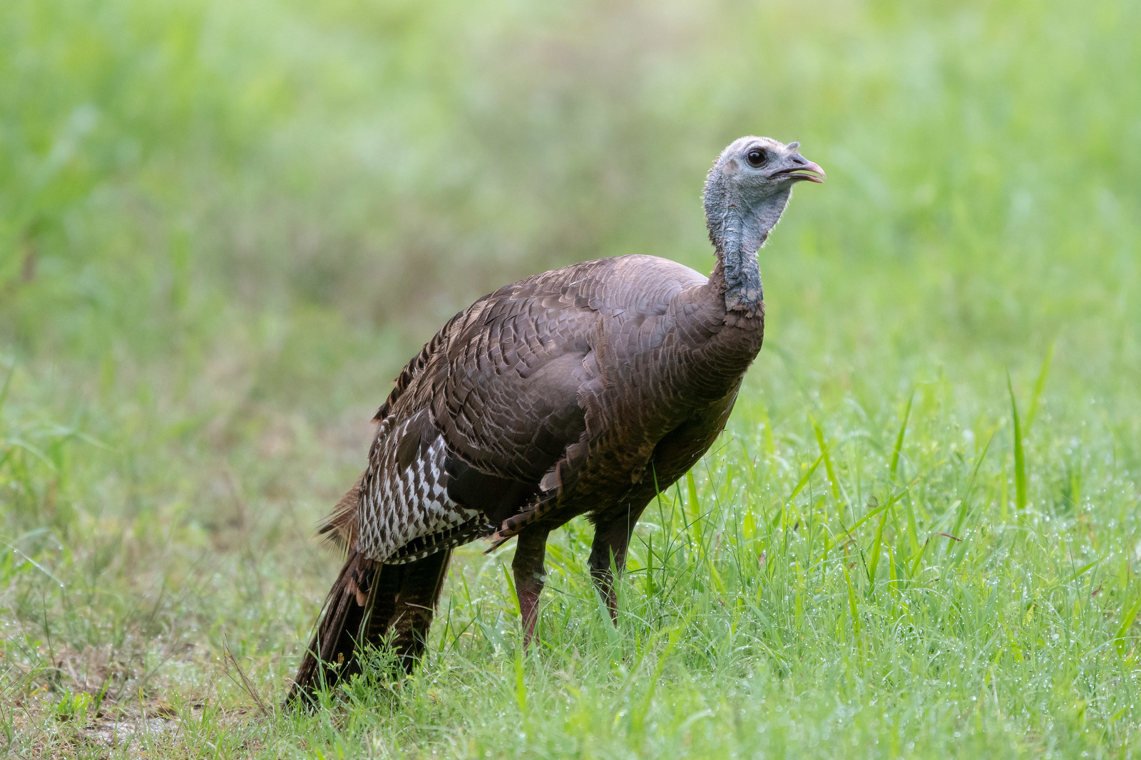 Wild Turkey Female