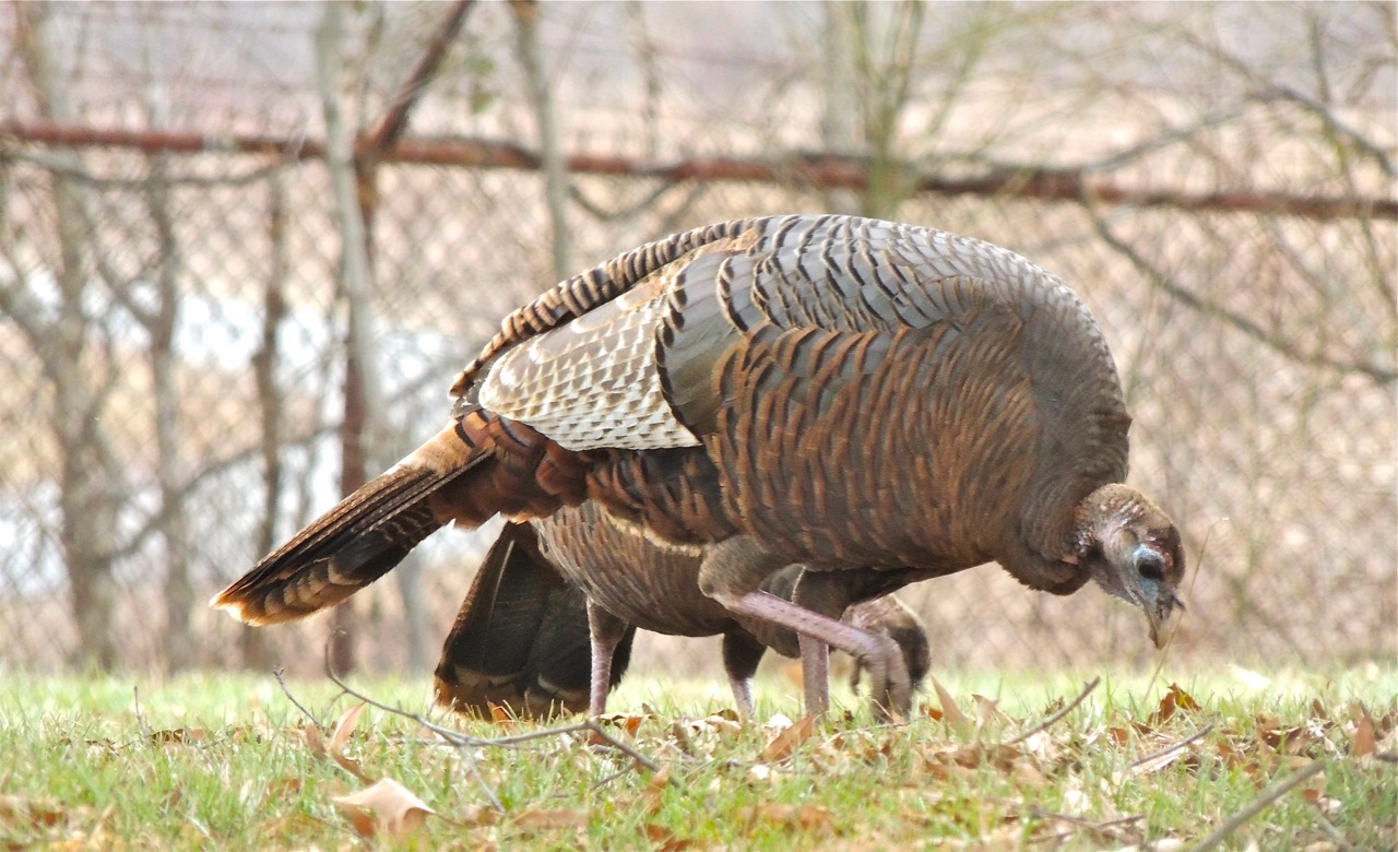 Wild Turkeys