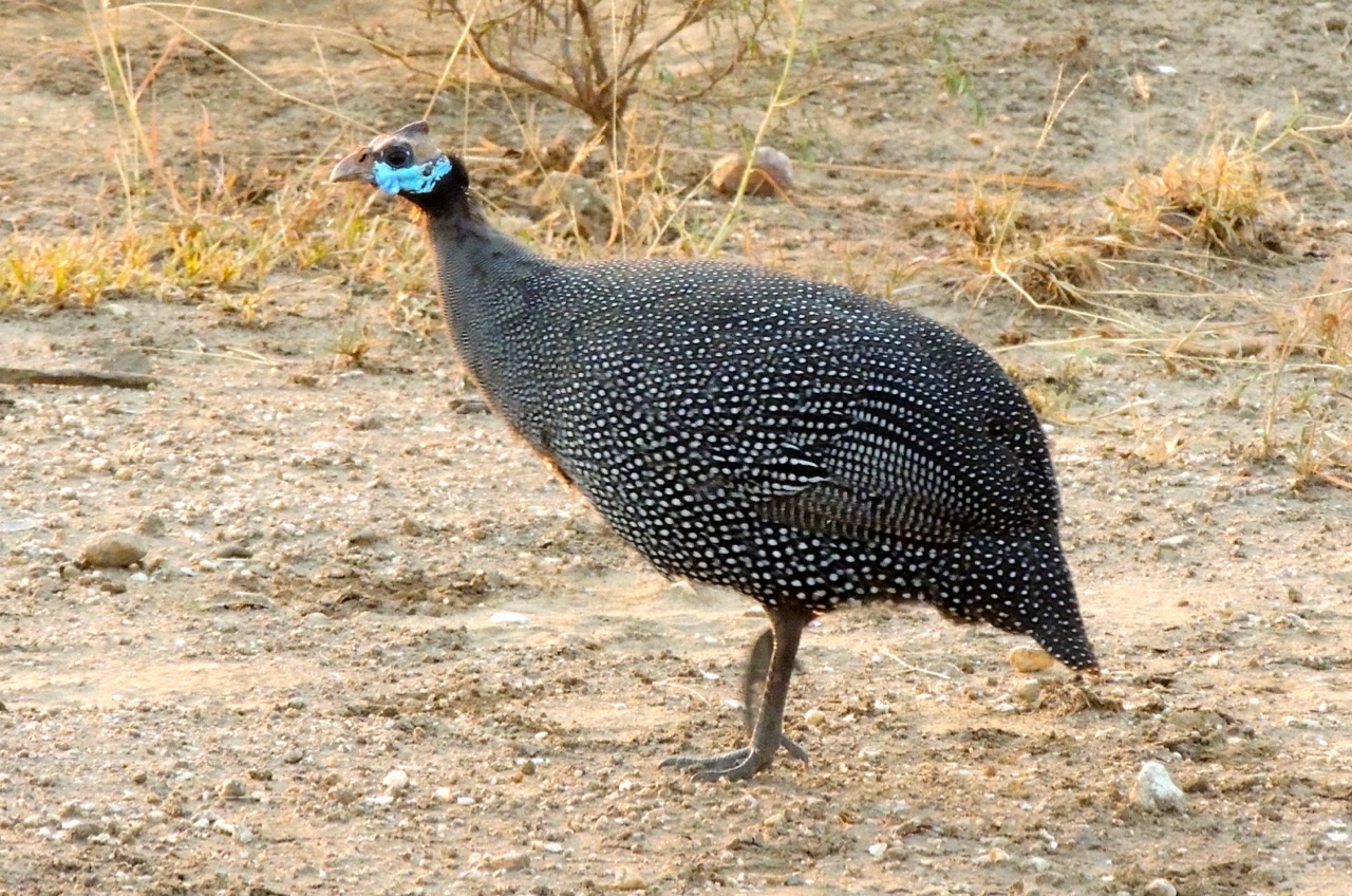 Helmeted Guineafowl in Uganda