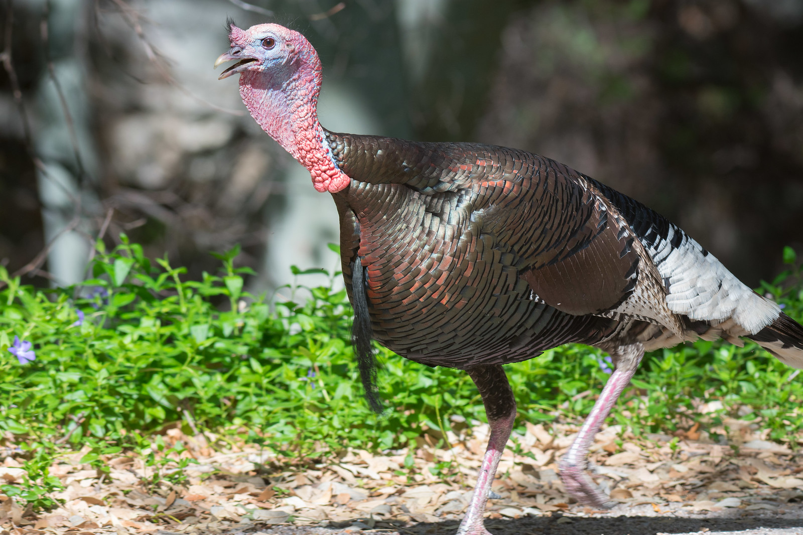 Wild Turkey Male