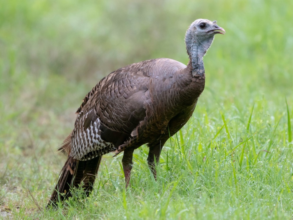 Wild Turkey