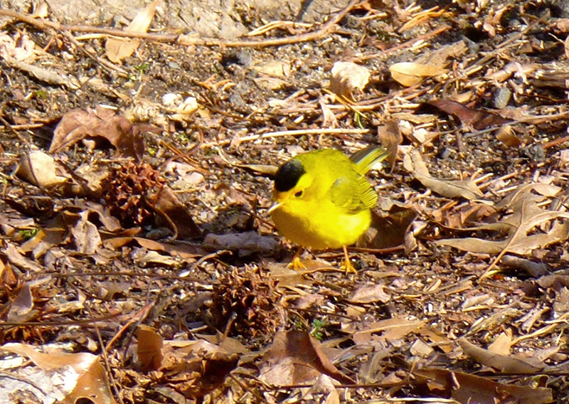 Wilson's Warbler Male