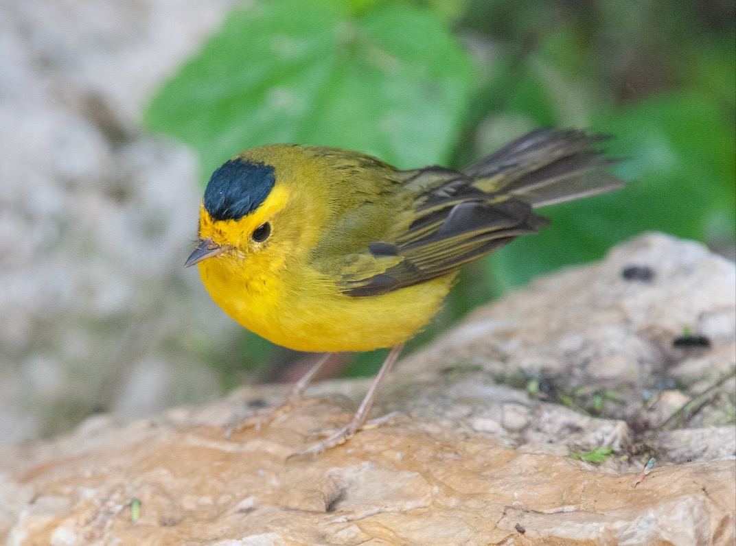 Wilson's Warbler