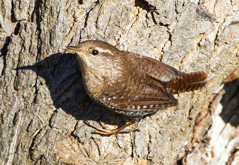 Winter Wren