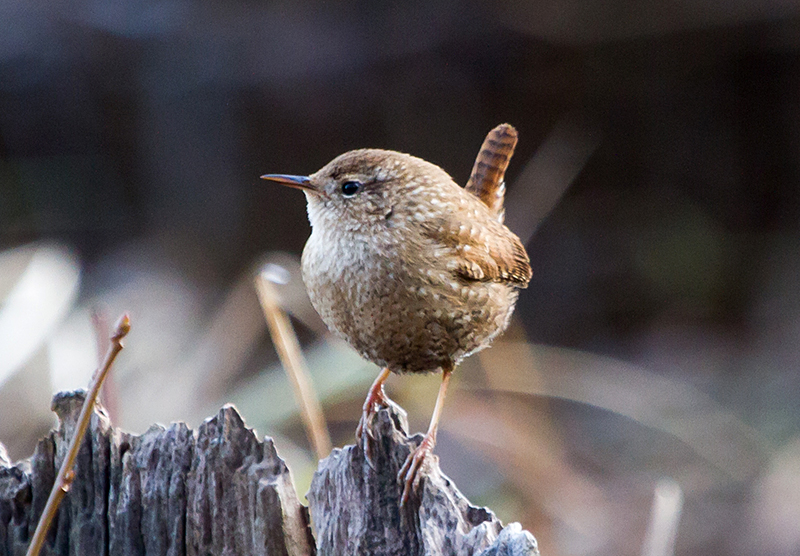 Winter Wren
