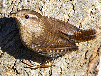 Winter Wren