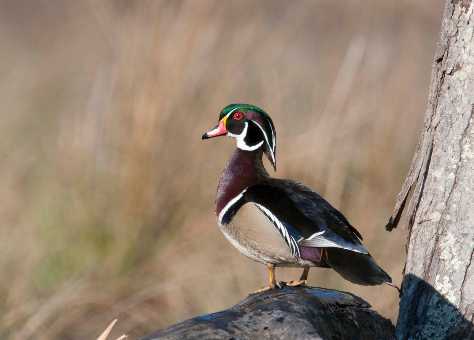 Wood Duck Male