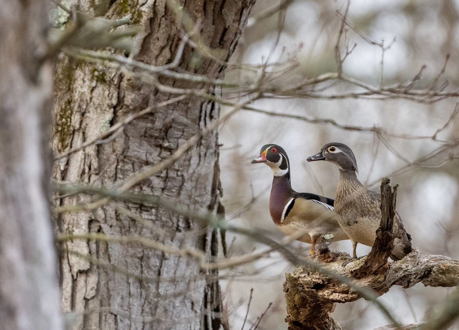 Wood Duck Male