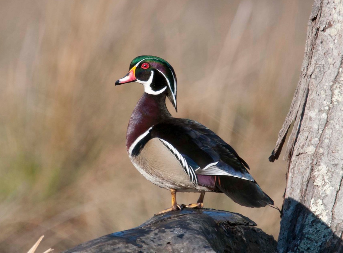 Wood Duck