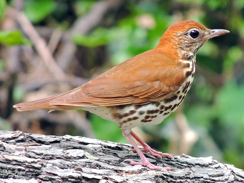 Wood Thrush