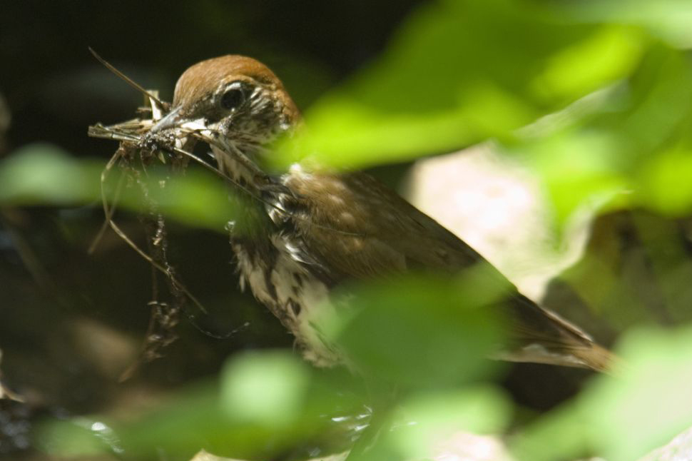 Wood Thrush