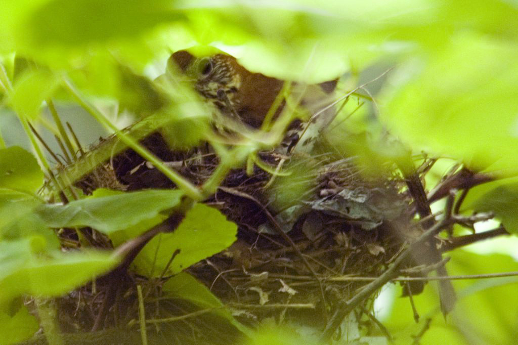 Wood Thrush Nest