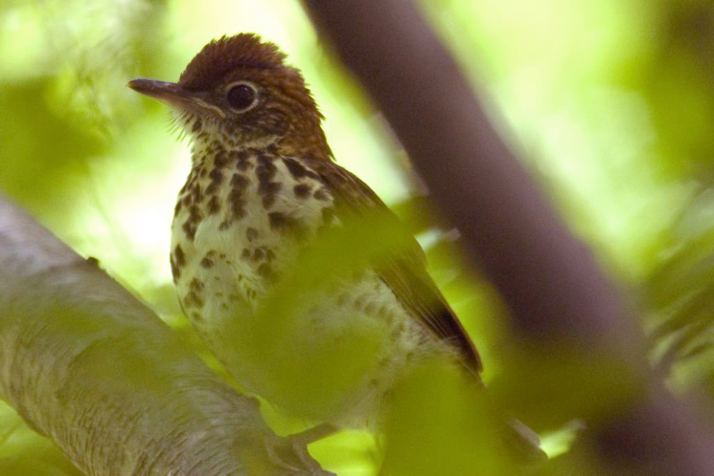 Wood Thrush Fledgling