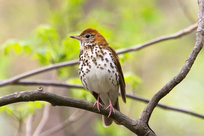 Wood Thrush