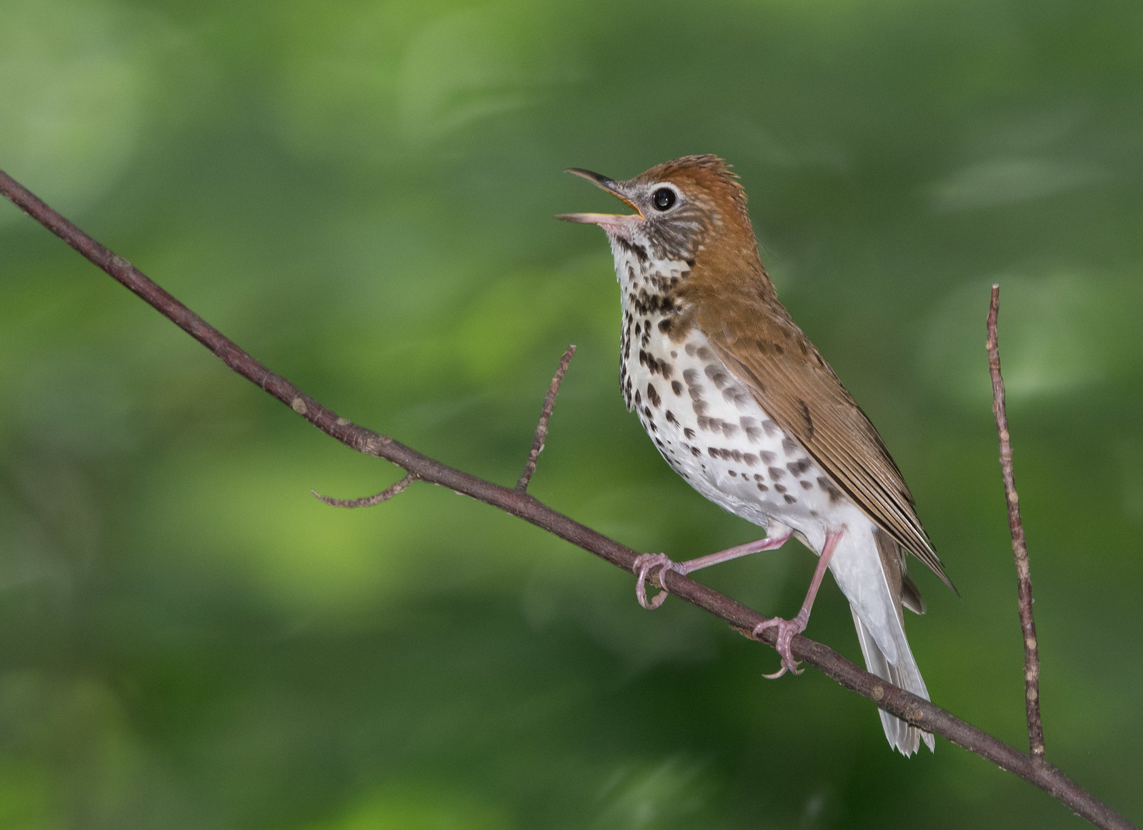 Wood Thrush