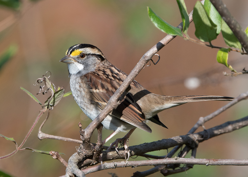 White-throated Sparrow