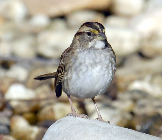 White-throated Sparrow