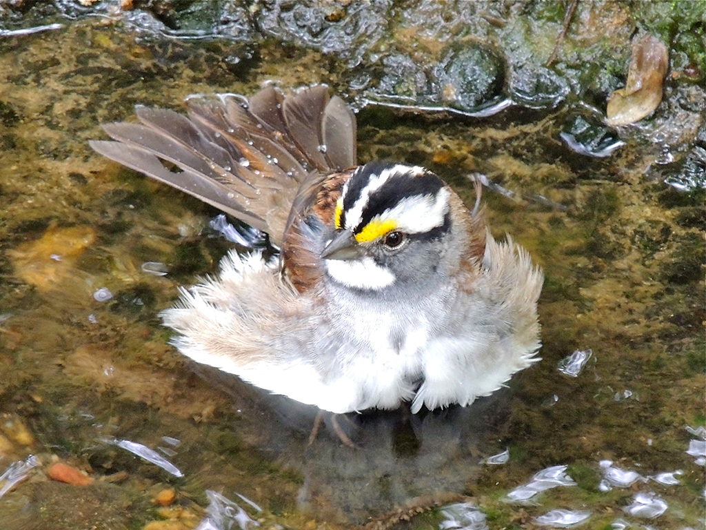 White-throated Sparrow