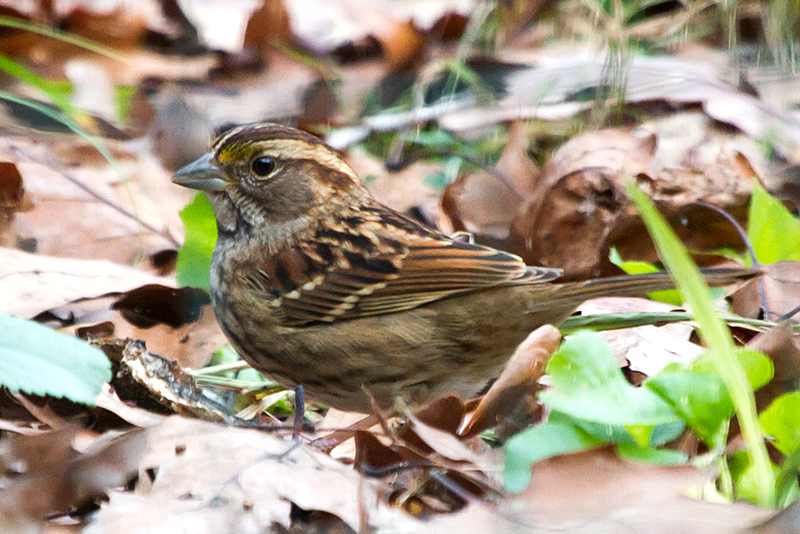 White-throated Sparrow