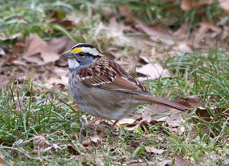 White-throated Sparrow