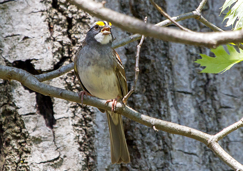 White-throated Sparrow